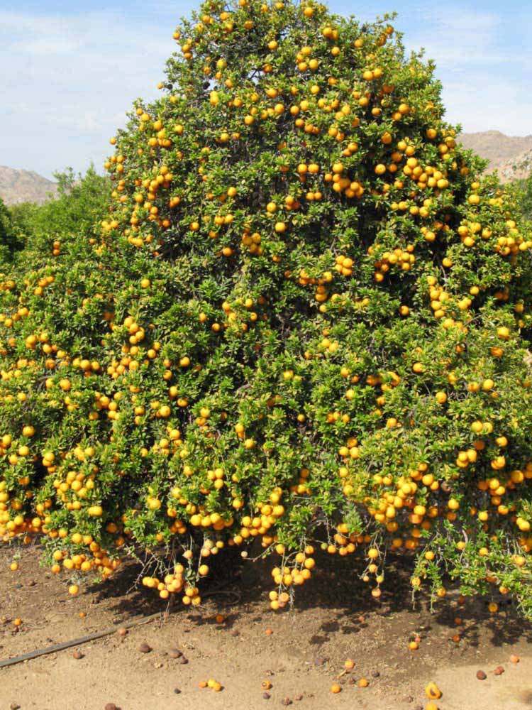            Habit (Riverside, CA)   